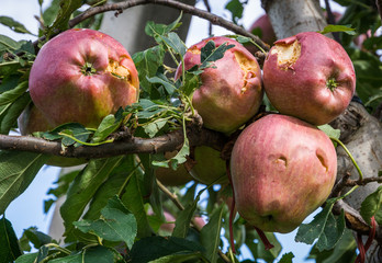 apples damaged by hail storm