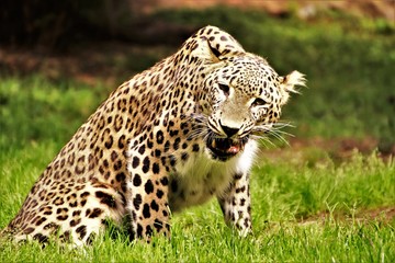 Leopard. Fressend. Kauend.