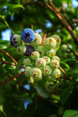 Not ripe blueberry on bush with raindrop