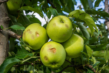 apples damaged by hail storm