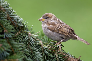 Junger Haussperling