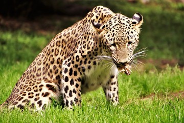 Leopard. Fressend. Kauend.