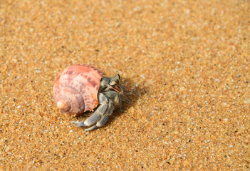 Hermit Crab