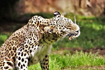 Leopard. Fressend. Kauend.