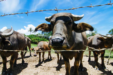 herds of asian water buffalo in countryside over blue sky background at sunny day.selective focus shot