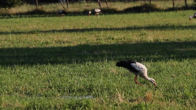 Cig&uuml;e&ntilde;as picoteando en busca de alimento en un prado h&uacute;medo