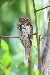 Short-tailed frogmouth or Sumatran frogmouth (Batrachostomus poliolophus) in Mt.Kerinci, Sumatra, Indonesia 