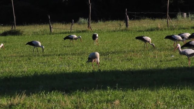 Gran colonia de cig&uuml;e&ntilde;as buscando alimento en un prado humedo
