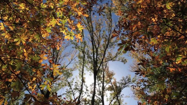 Arboleda con chopos y castaños en otoño a contraluz 