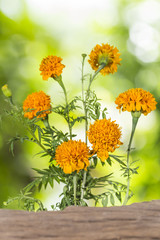Marigold Flower For Thailand