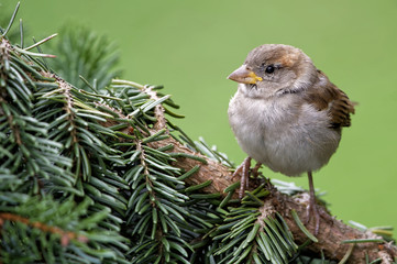 Junger Haussperling