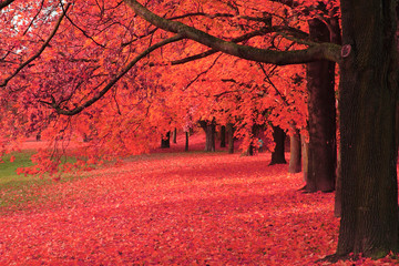 arbre d& 39 automne dans le parc