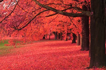Wall murals Red autumn tree in the park