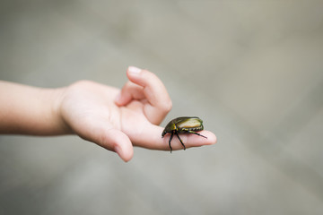 Child captured Scarab