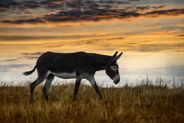 Papier Peint photo autocollant Âne Bel âne rétroéclairé paissant pendant un coucher de soleil