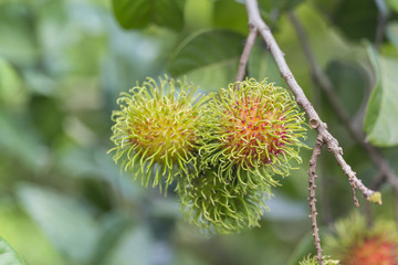 rambutan fruit with green hair on the tree.