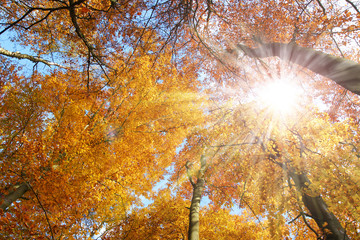 Trees in autumn with sunbeams, Bäume im Herbst mit Sonnenstrahlen, Textraum, copy space