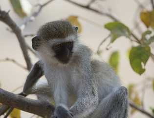 Vervet monkey, sitting on branch with arms folded over legs, looking right with green foliage in background. Tarangire National Park, Tanzania, Africa
