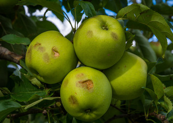 apples damaged by hail storm
