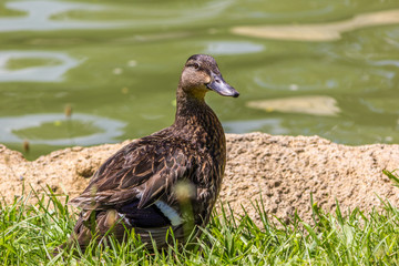 Mallard duck near water