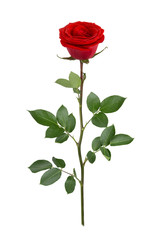 Obraz premium Red rose in full depth of field. Detailed retouch.