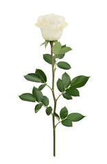 White rose in full depth of field. Detailed retouch.