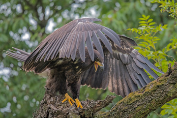 Sea eagle(Haliaeetus albicilla) 