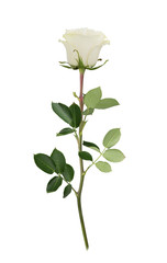 Naklejka premium White rose in full depth of field. Detailed retouch.