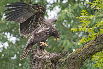 Sea eagle(Haliaeetus albicilla) 