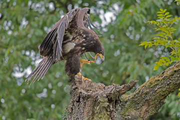 Sea eagle(Haliaeetus albicilla) 