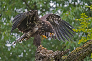 Sea eagle(Haliaeetus albicilla) 