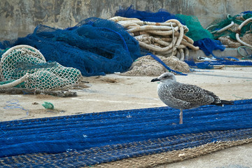 Young seagull standing on the fishers net © Miguel