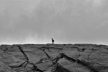 Chamois du mercantour © charles