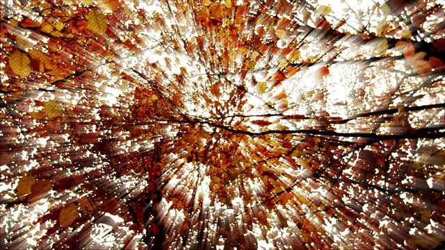 Panoramica circular en contrapicado o toma nadir de arboleda oto&ntilde;al  y con efecto de rayos de  luz mistica o niebla m&aacute;gica penetrando entre las hojas, con textura rugosa de fondo
