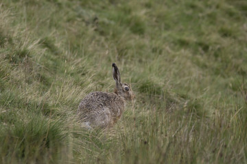 brown hare