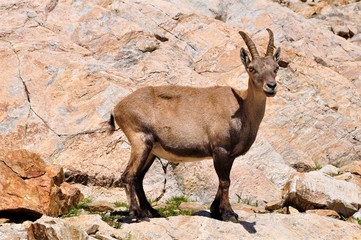 Chamois du Mercantour