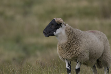 Fototapeta premium scottish blackface sheep