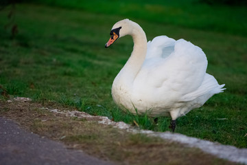 White swan on a green grass