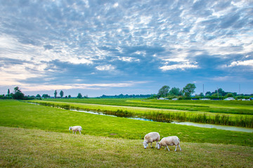 Sheeps in nature on meadow. Farming outdoor, Holland, Netherland.