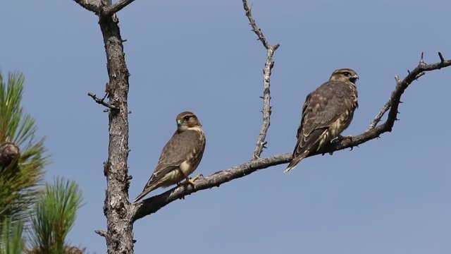 Falco columbarius. Two falcons Merlins sitting on the dry branches in Siberia