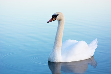 White swan on a blue water swimming
