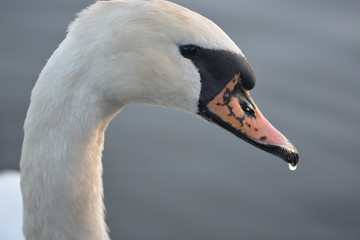 White swan face portrait