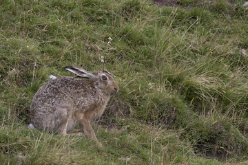 brown hare