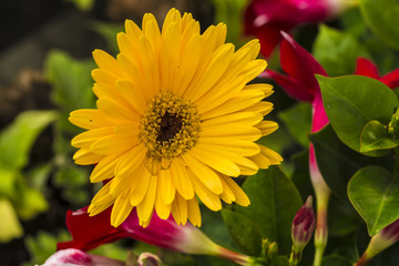 Yellow Flower