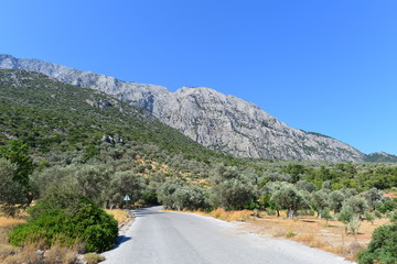 Olivenbäume im Gebirgsmassiv der Insel Samos 
