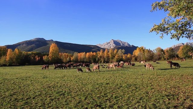 Vacas pastando en paisaje monta&ntilde;oso oto&ntilde;al 