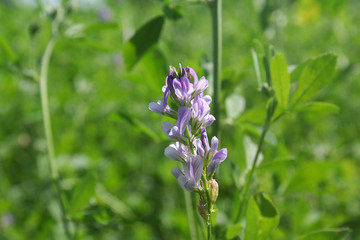 Campo di erba medica o Medicago sativa con fiori viola in estate