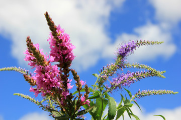 wild flowers