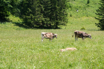 Cattle grazing on an alpine meadow