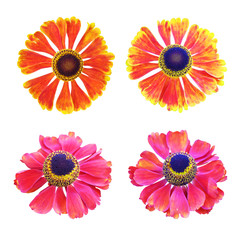 Set of flowers helenium isolated on white background with a clipping konturrom.
